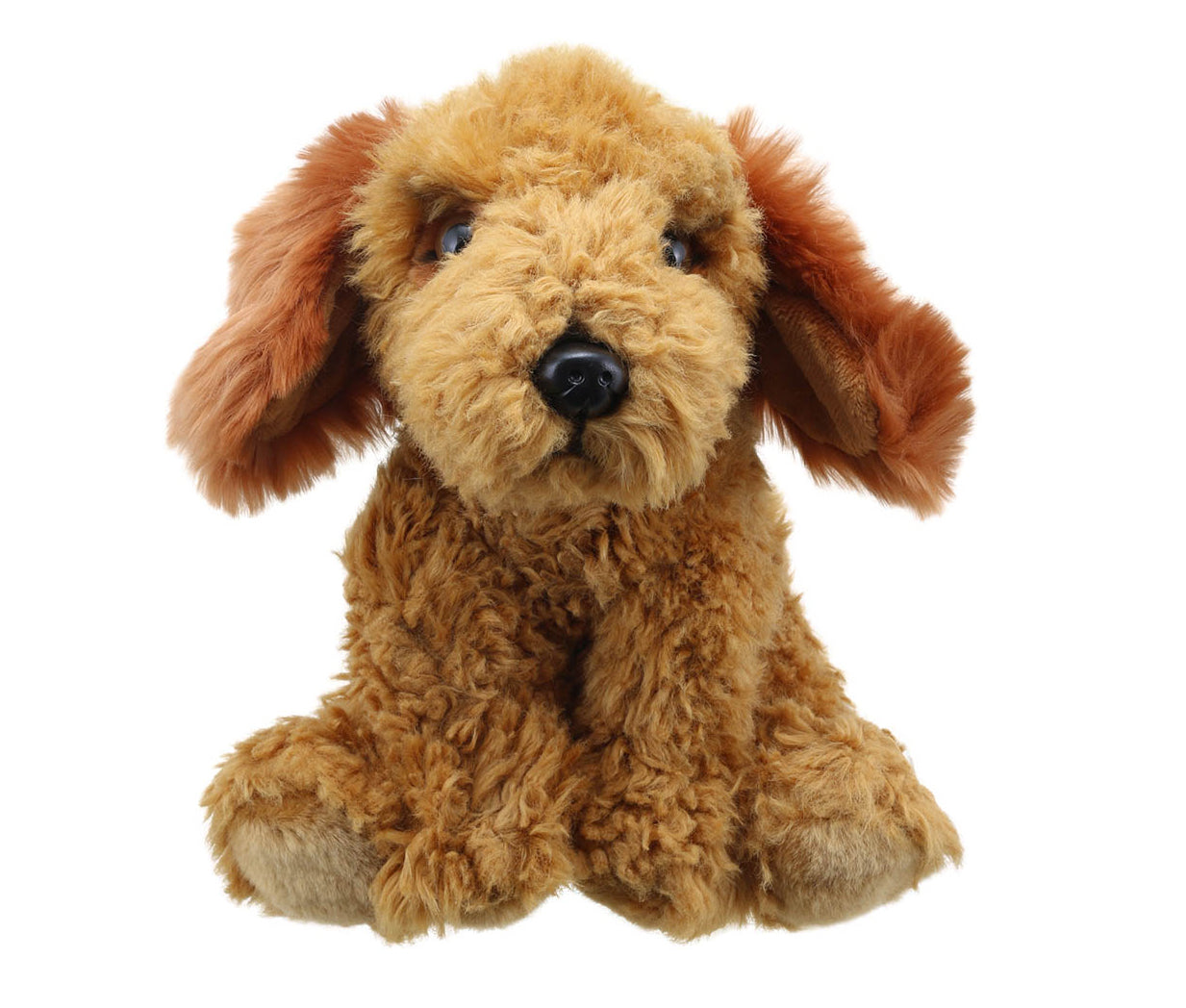 Cockapoo (Golden) – Wilberry Favourites