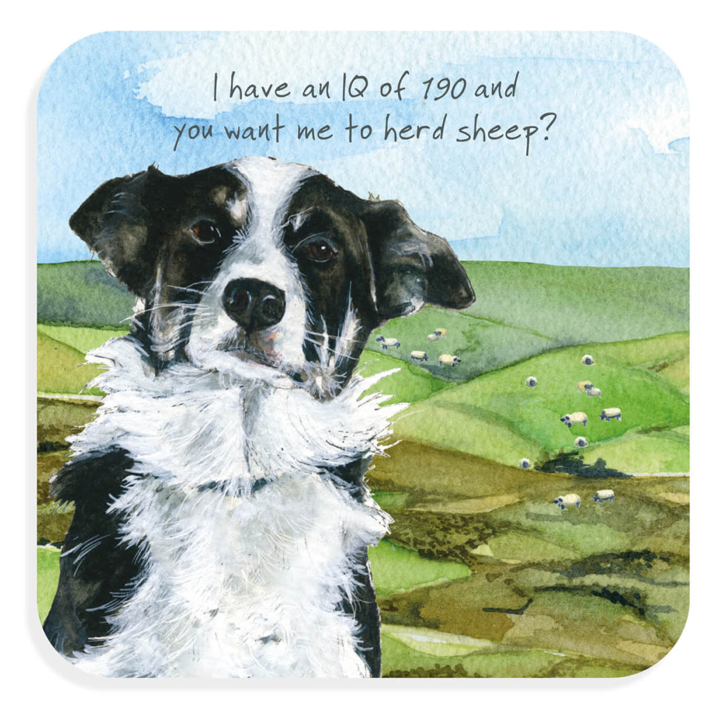 Coaster - Border Collie IQ Herd Sheep