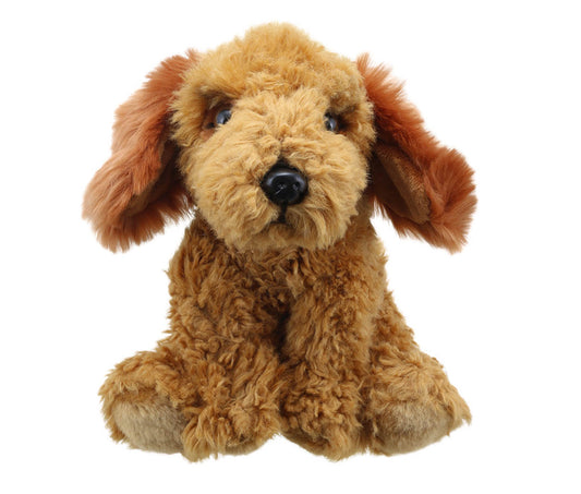 Cockapoo (Golden) – Wilberry Favourites