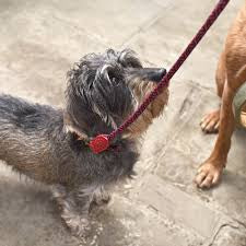 Red Rope Lead - Medium