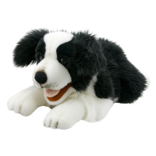 Border Collie – Playful Puppies
