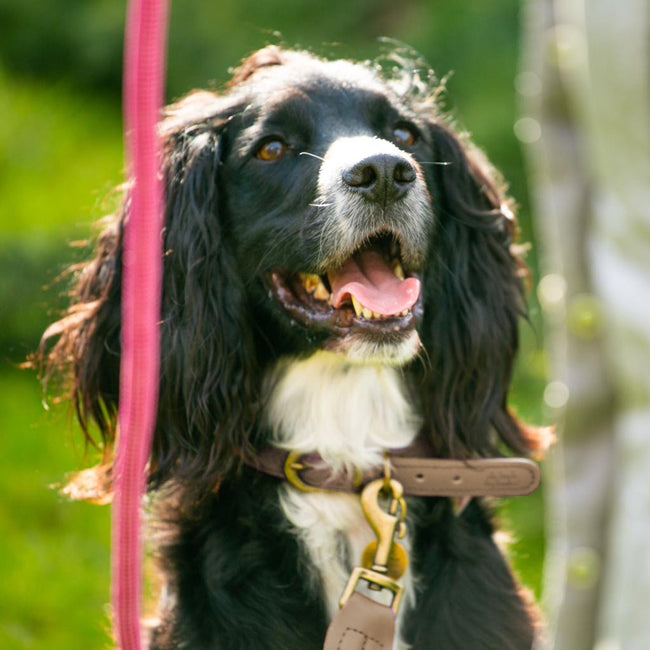 Designer Dog Lead - Pink