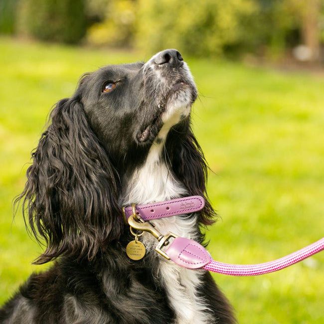 Designer Dog Lead - Pink