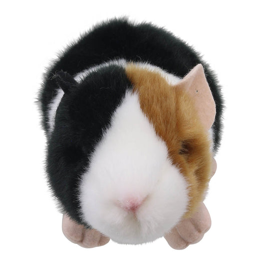 Mini Guinea Pig