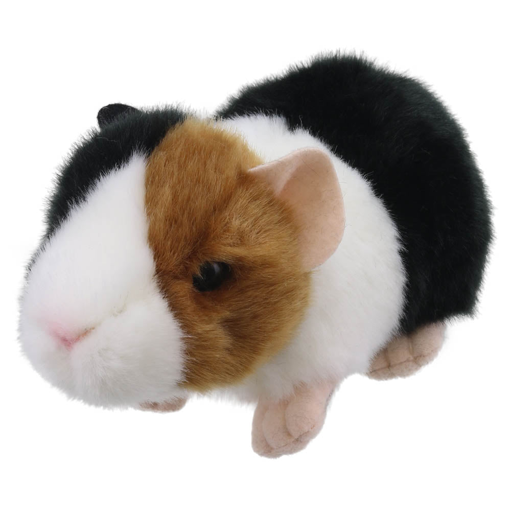 Mini Guinea Pig