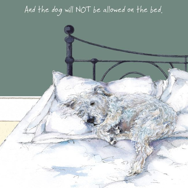 Rough Coated Jack Russell Greeting Card – Not Bed | The Little Dog Laughed