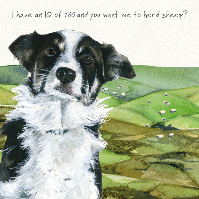 Border Collie Greeting Card | The Little Dog Laughed