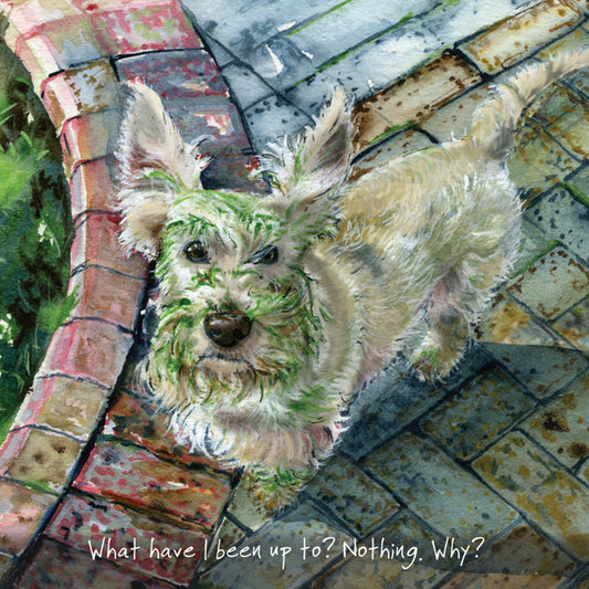 Wheaten Scottie Dog Greeting Card |  The Little Dog Laughed