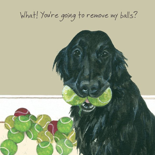 Flat Coated Retriever Greeting Card – Remove balls | The Little Dog Laughed