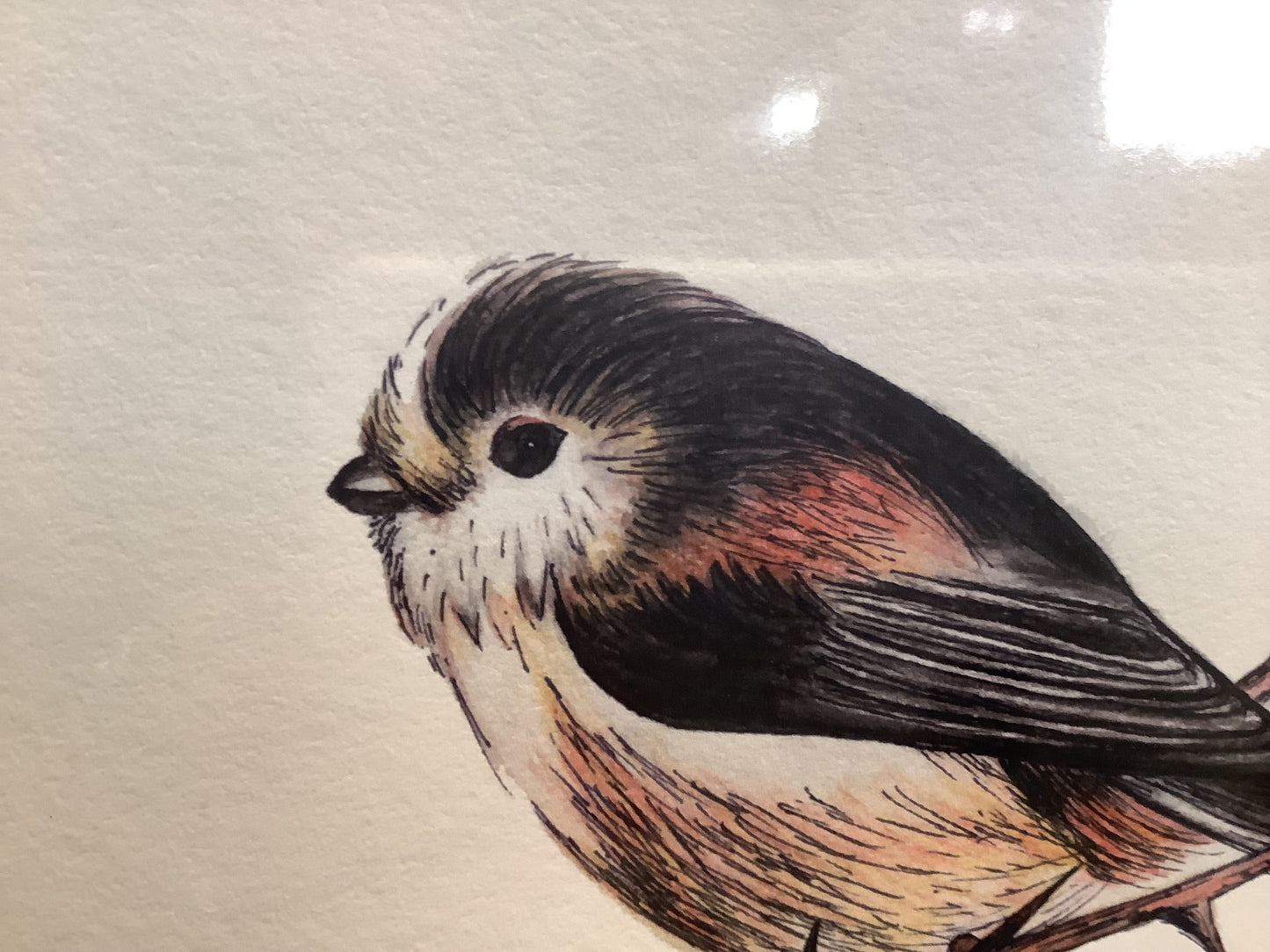 Long Tailed Tit - Fine Art Print